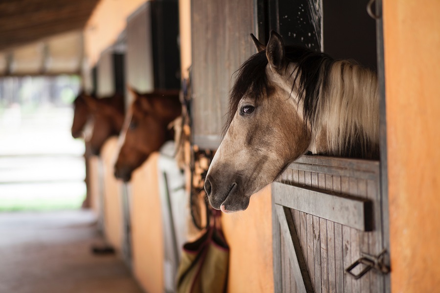 The Importance of Wearing Equestrian Safety Vests