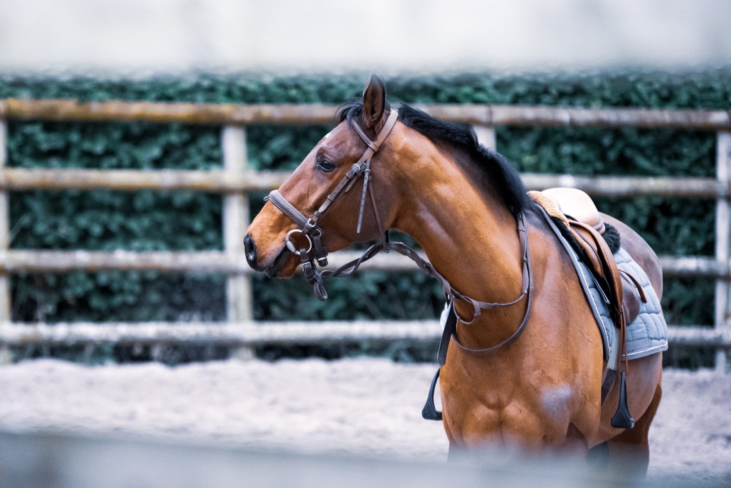 Helite Airbag Safety Vest Technology Elevates Equestrian Safety