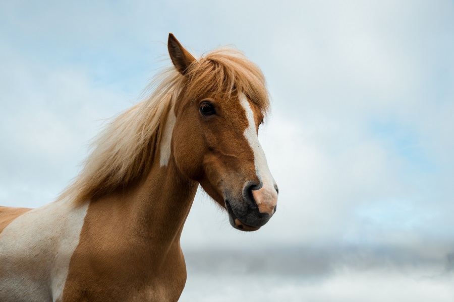 Helite Airbag Vest: An Important Equestrian Safety Gear